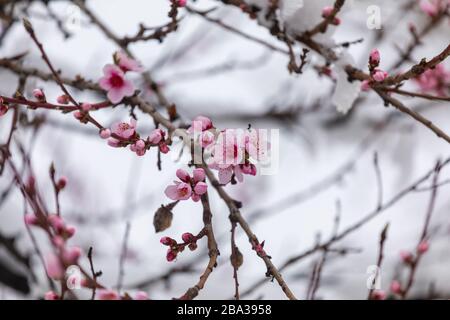 Schnee auf Pfirsichblüten. Zweige von blühenden Bäumen mit Schnee bedeckt. Frühling mit starkem Schneefall Stockfoto