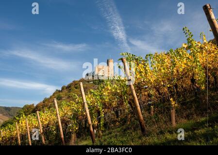 Burgruinen von Bren shl-Kues an der Mittelmosel und die berühmten Hangweinberge. Stockfoto