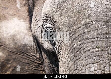 Elefant, Chobe Nationalpark, Botswana Stockfoto