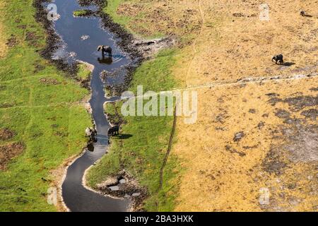 Elefanten, Okavango-Delta, Botswana Stockfoto