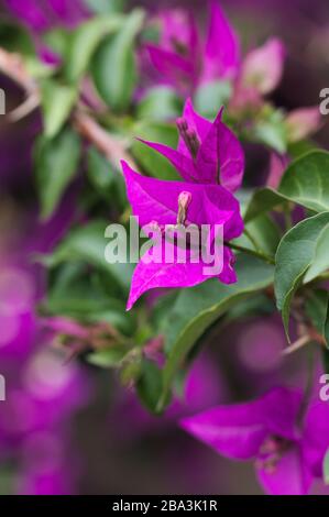 Nahaufnahme einiger violetter Blumen der Bougainvillea-Pflanze mit den Blättern der Pflanze selbst im verschwommenen Hintergrund Stockfoto