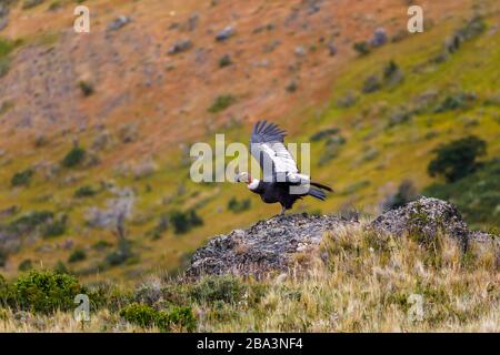 Ein Andenkondor (Vultur gryphus) bereitet sich auf den Start im Nationalpark Torres del Paine, Patagonien, Südchile vor Stockfoto