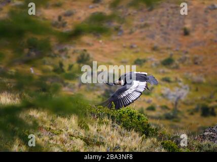 Andenkondor (Vultur gryphus), Patagonien, Südchile Stockfoto