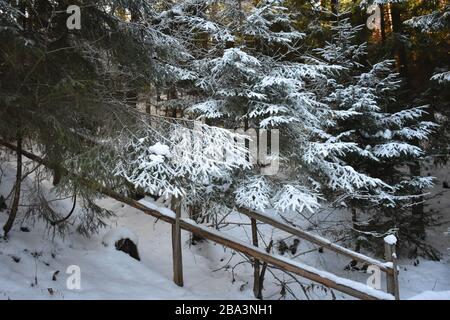 Im Karpatenwald Ukraine Stockfoto