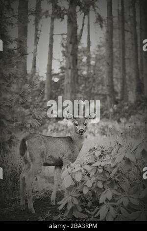 Ein junger Hirsch in einem Wald. Stockfoto