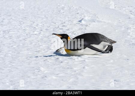 King Penguin (Aptenodytes patagonicus) rutscht auf dem Bauch auf Schnee, Salisbury Plains, South Georgia Island, Antarktis Stockfoto