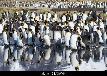 Gruppe der King Penguins (Aptenodytes patagonicus), die in Wasser reflektieren, Salisbury Plain, South Georgia Island, Antarktis Stockfoto