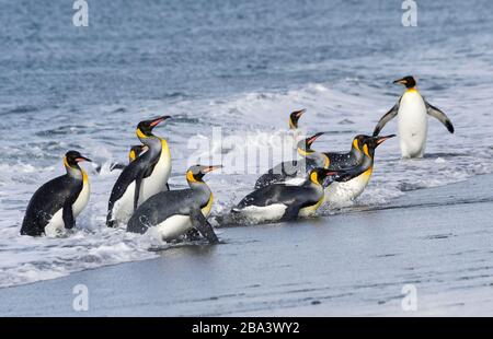 Gruppe der King Penguins (Aptenodytes patagonicus), die aus dem Wasser kommen, Salisbury Plains, Südgeorgien-Insel, Antarktis Stockfoto