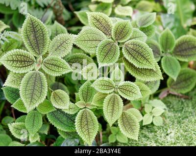 Pilea mollis ist eine Pflanzenart aus der Gattung der blühenden Pflanze in der Familie Urticaceae. Es ist als Zierpflanze, insbesondere die Sorte 'Moon Valley' verwendet. Stockfoto