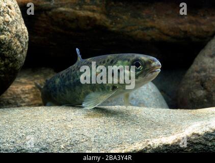 Atlantischer Lachs, parr (Salmo salar), gefangen, Frankreich Stockfoto