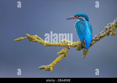 Gemeinsamer Eisvogel (Alcedo atthis), der weibliches Biosphärenreservat Mittlere Elbe, Sachsen-Anhalt, Deutschland, nennt Stockfoto