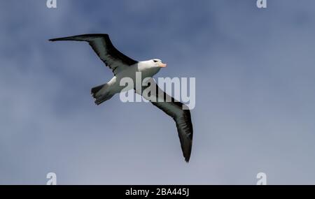 Ein königliches Albatross "Diomedea epomophora" steigt über den südatlantischen Ozean. Stockfoto