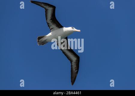 Ein königliches Albatross "Diomedea epomophora" steigt über den südatlantischen Ozean. Stockfoto