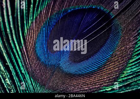 Peacock Feather Makro Nahaufnahme Stockfoto