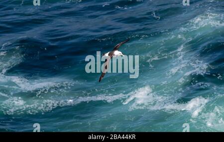 Ein königliches Albatross "Diomedea epomophora" steigt über den südatlantischen Ozean. Stockfoto