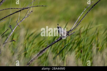 Auf einem Ast sitzt ein kalifornischer Wachtel "Callipepla californica". Stockfoto