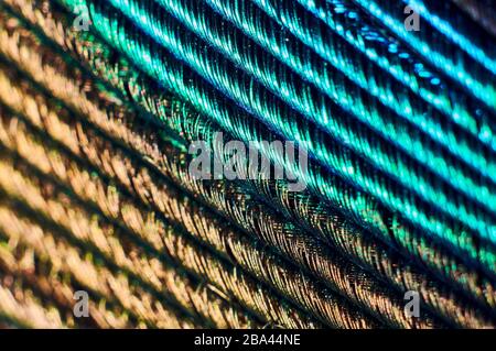 Peacock Feather Makro Nahaufnahme Stockfoto