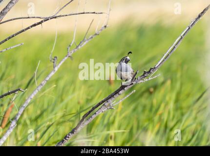 Auf einem Ast sitzt ein kalifornischer Wachtel "Callipepla californica". Stockfoto