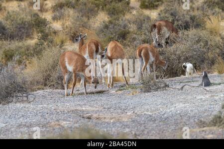 Guanacos "Lama guanicoe" spazieren durch eine Magellansche Pinguinkolonie in Argentinien. Stockfoto