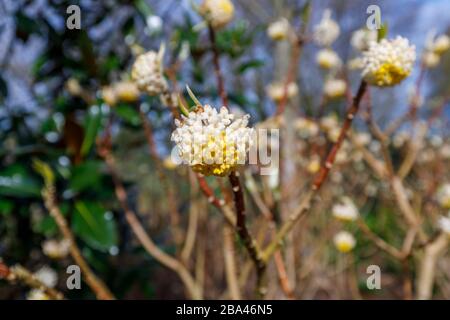 Zarte blassgelbe Blumen von Edgeworthia chrysantha 'Grandiflora' (Oriental Paperbush, Mitsumata), die im Frühling im RHS Garden, Wisley, Surrey, blühen Stockfoto