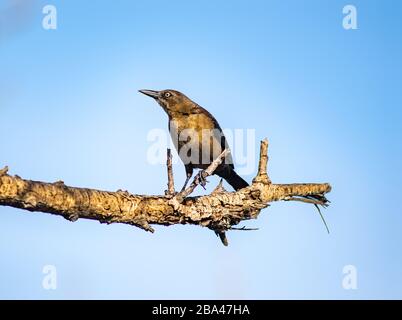 Boot-tailed Grackle (Quiscalus Major) thront auf einem Zweigbaum im Sepulveda Wildlife Sanctuary CA USA Stockfoto