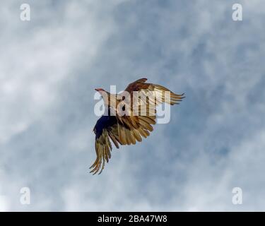 Truthahngeier (Cathartes Aura) fliegen hoch in den Sepulveda Wildlife Sanctuary CA USA Stockfoto