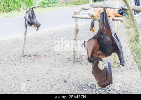 Fledermaus, die vom Baumzweig hängt, Indonesien-Fledermaus - auch bekannt als großer fliegender Fuchs Stockfoto