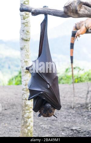 Fledermaus, die vom Baumzweig hängt, Indonesien-Fledermaus - auch bekannt als großer fliegender Fuchs Stockfoto