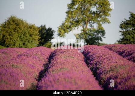 Reihen purpurroter Lavendar-Ernte, die zur Ernte bereit sind, führen in die Landschaft. Snowshill, Cotswolds, Großbritannien. Stockfoto