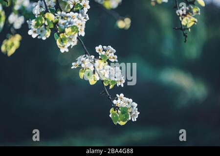 Zweig voller weißer Blumen eines Birtenbaums in Blüte Stockfoto