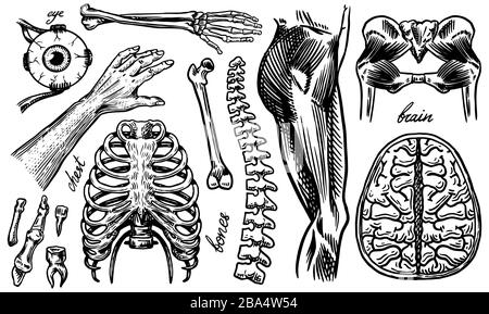 Anatomie der menschlichen Knochen und Muskeln. Organsysteme. Körper und Thorax oder Brust, Rippen und Becken, Herz und Gehirn, Auge und Wirbelsäule. Bein und Skelett des Stock Vektor