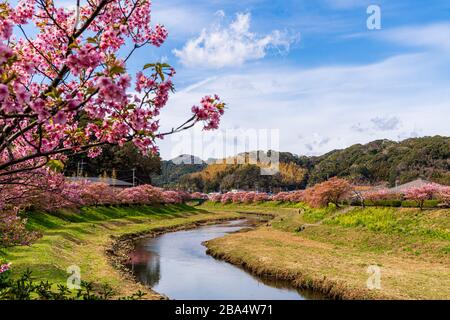 Sakura Spring Cherry Blossom entlang des Aono River in Minamiizu, einer Stadt an der Südspitze der Izu-Halbinsel im Kamo-Distrikt, Shizuoka-Präfekt Stockfoto