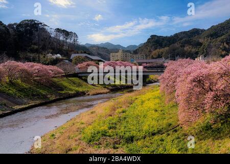 Frühling Kirschblüte Sakura entlang des Aono-Flusses in Minamiizu an der Südspitze der Izu-Halbinsel im Distrikt Kamo in der Präfektur Shizuoka Stockfoto