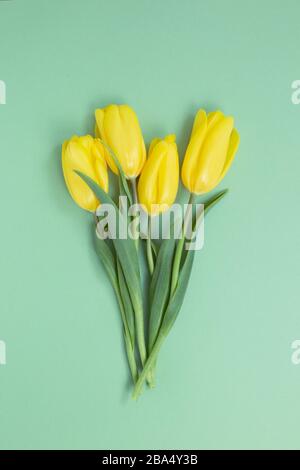 Gelbe Tulpenblumen auf grünem Grund. Blumendesign, flacher Lay, Draufsicht, Kopierbereich Stockfoto