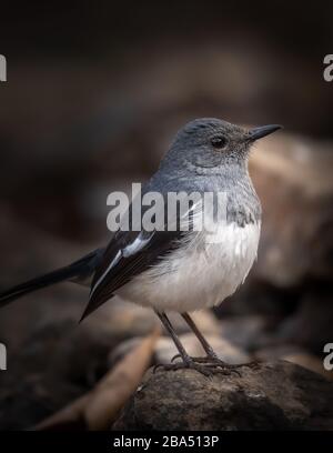 Nahaufnahme eines orientalischen Magpie-Robin auf einem Felsen Stockfoto