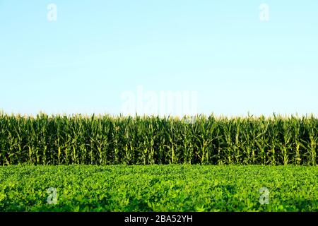 Die Erdnüsse und Mais, die auf den Feldern wachsen Stockfoto