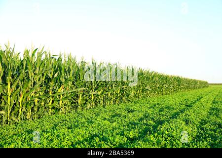 Die Erdnüsse und Mais, die auf den Feldern wachsen Stockfoto