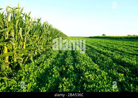 Die Erdnüsse und Mais, die auf den Feldern wachsen Stockfoto