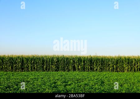 Die Erdnüsse und Mais, die auf den Feldern wachsen Stockfoto