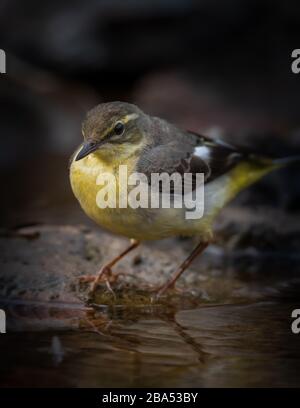 Nahaufnahme eines gelben Wag Schwanzvogels, der auf einem Felsen thront Stockfoto