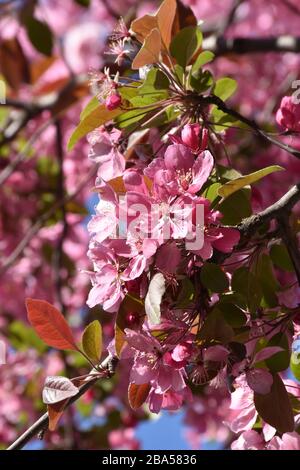 Japanische Kirschblüten an dünnen Zweigen mit grünen Blättern Stockfoto