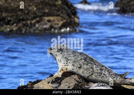 Meeresleben am Patricks Point Stockfoto