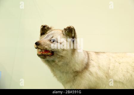 Ein Weißer Fuchs, Nahaufnahme, Exemplar Stockfoto