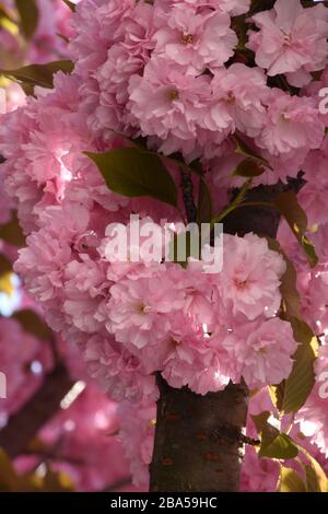Zarte winzige Blumen der japanischen Kirsche. Rosa verschwommener Hintergrund Stockfoto