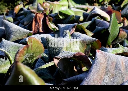 Rime auf grünen Blättern aus Gras in der Nähe Stockfoto