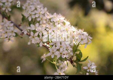 Pflanzen mit weißen Blüten Stockfoto