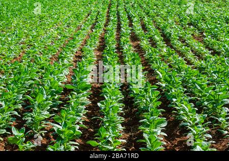 Tabakfeld im Nationalpark Viñales Valley Pinar del Rio Kuba Stockfoto