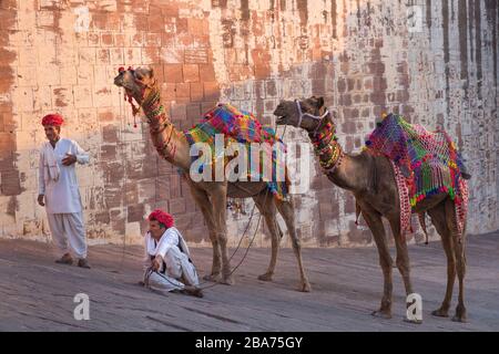 Kamele in Mehrangarh Fort Jodhpur Rajasthan Indien Stockfoto