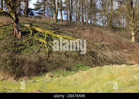 Ein sehr großer Baum mit der Hälfte des Baumes stürzte auf den Boden und sah sehr traurig und zerbrochen aus. Stockfoto