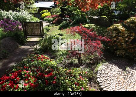 Magischer japanischer Ahorn und blühende Rhodendron-Büsche und Landschaft im Albert-Kahn-Garten - idyllischer japanischer Garten in Paris - Anfang Mai Stockfoto